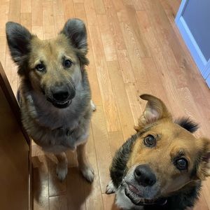 Meet your Posher, Sam